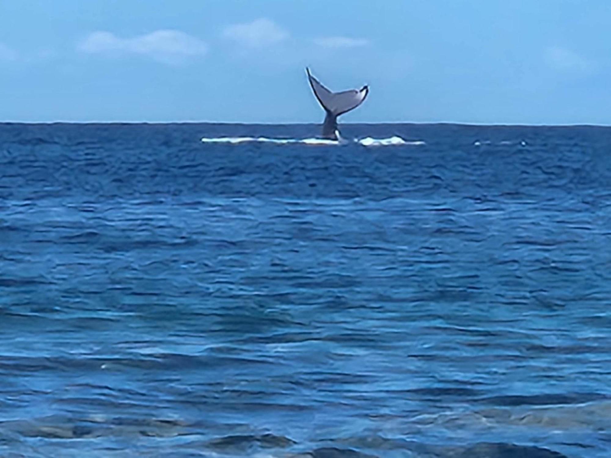 Moorea Temae Bungalow Lory Bord De Mer Εξωτερικό φωτογραφία